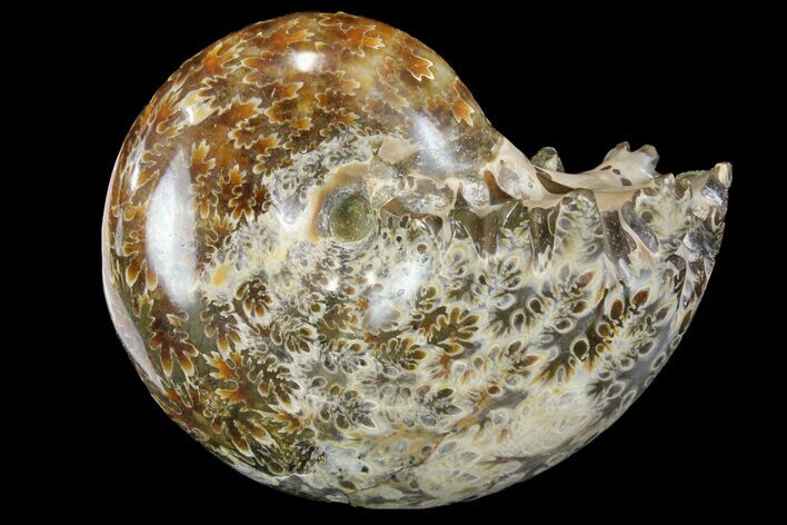 Polished, Agatized Ammonite (Phylloceras?) - Madagascar #149236